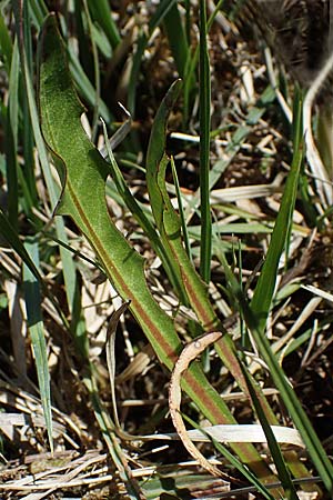 Taraxacum balticiforme \ Bodensee-Sumpf-L�wenzahn / Lake-Constance Marsh Dandelion, D Neuried-Altenheim 27.4.2021