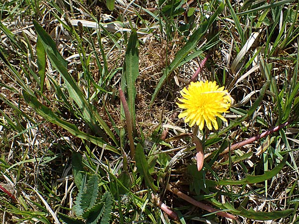 Taraxacum balticiforme \ Bodensee-Sumpf-L�wenzahn / Lake-Constance Marsh Dandelion, D Neuried-Altenheim 27.4.2021