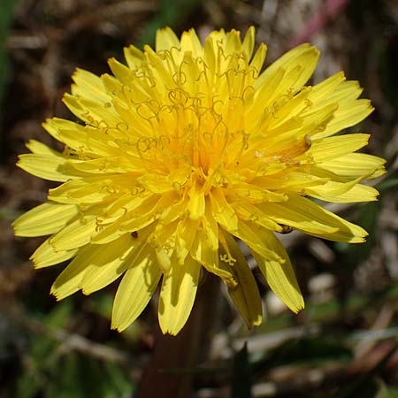 Taraxacum balticiforme \ Bodensee-Sumpf-L�wenzahn / Lake-Constance Marsh Dandelion, D Neuried-Altenheim 27.4.2021