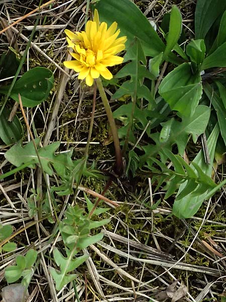 Taraxacum lacistophyllum \ Geschlitztbl�ttriger L�wenzahn / Cut-Leaved Dandelion, D Mannheim 31.3.2024