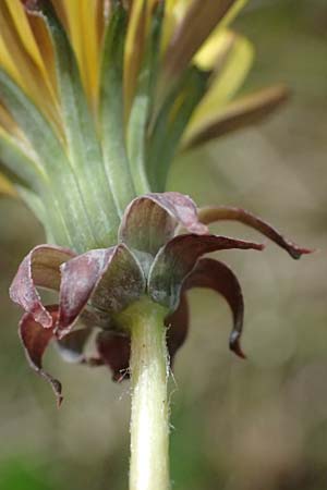 Taraxacum lacistophyllum \ Geschlitztbl�ttriger L�wenzahn / Cut-Leaved Dandelion, D Mannheim 31.3.2024