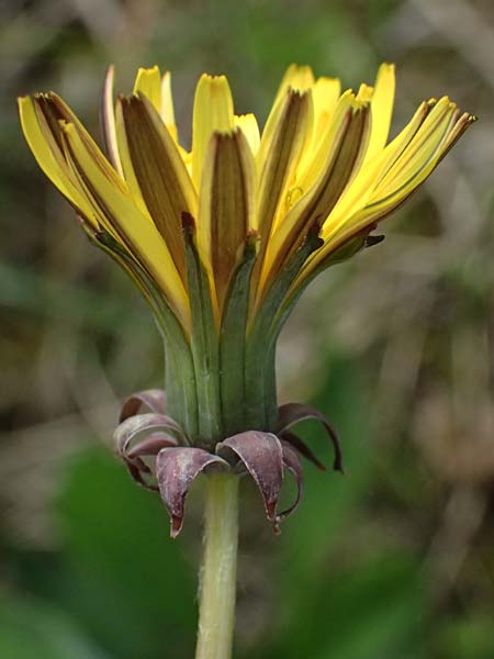 Taraxacum lacistophyllum \ Geschlitztbl�ttriger L�wenzahn / Cut-Leaved Dandelion, D Mannheim 31.3.2024