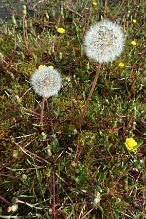 Taraxacum alsaticum \ Els��er Sumpf-L�wenzahn / Alsace Marsh Dandelion, D  8.4.2024