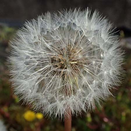 Taraxacum alsaticum \ Els��er Sumpf-L�wenzahn / Alsace Marsh Dandelion, D  8.4.2024