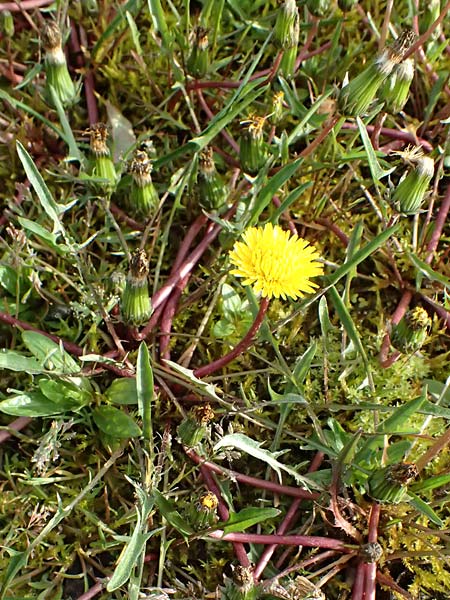 Taraxacum alsaticum \ Els��er Sumpf-L�wenzahn / Alsace Marsh Dandelion, D  8.4.2024