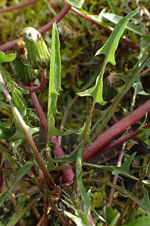 Taraxacum alsaticum \ Els��er Sumpf-L�wenzahn / Alsace Marsh Dandelion, D  8.4.2024