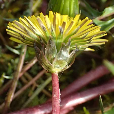Taraxacum alsaticum \ Els��er Sumpf-L�wenzahn / Alsace Marsh Dandelion, D  8.4.2024