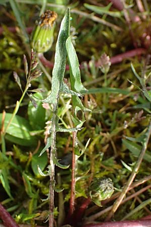 Taraxacum alsaticum \ Els��er Sumpf-L�wenzahn / Alsace Marsh Dandelion, D  8.4.2024