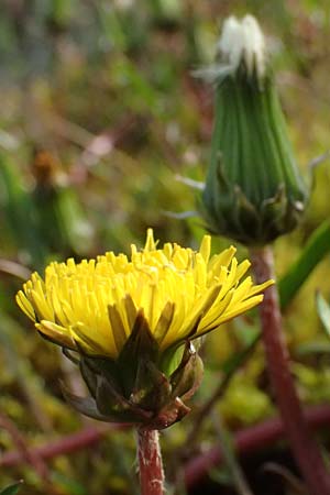 Taraxacum alsaticum \ Els��er Sumpf-L�wenzahn / Alsace Marsh Dandelion, D  8.4.2024