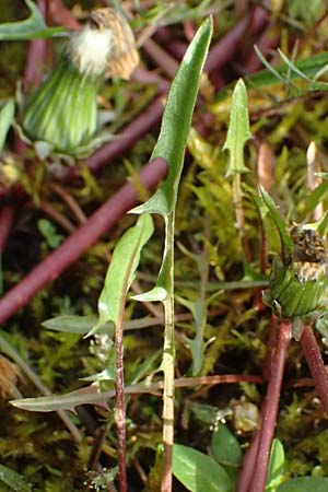 Taraxacum alsaticum \ Els��er Sumpf-L�wenzahn / Alsace Marsh Dandelion, D  8.4.2024