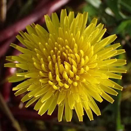 Taraxacum alsaticum \ Els��er Sumpf-L�wenzahn / Alsace Marsh Dandelion, D  8.4.2024