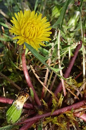 Taraxacum alsaticum \ Els��er Sumpf-L�wenzahn / Alsace Marsh Dandelion, D  8.4.2024