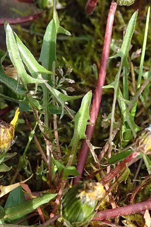 Taraxacum alsaticum \ Els��er Sumpf-L�wenzahn / Alsace Marsh Dandelion, D  8.4.2024