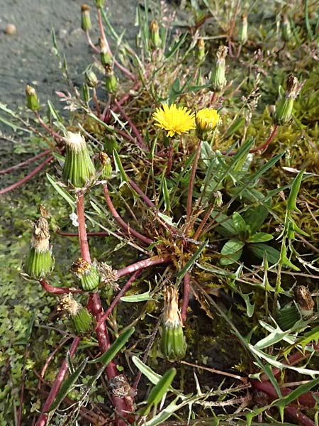 Taraxacum alsaticum \ Els��er Sumpf-L�wenzahn / Alsace Marsh Dandelion, D  8.4.2024
