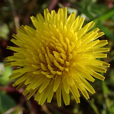 Taraxacum alsaticum \ Els��er Sumpf-L�wenzahn / Alsace Marsh Dandelion, D  8.4.2024