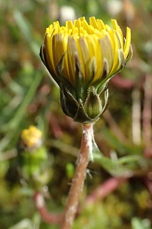 Taraxacum alsaticum \ Els��er Sumpf-L�wenzahn / Alsace Marsh Dandelion, D  8.4.2024