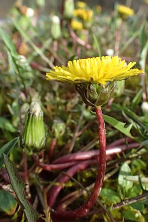 Taraxacum alsaticum \ Els��er Sumpf-L�wenzahn / Alsace Marsh Dandelion, D  8.4.2024