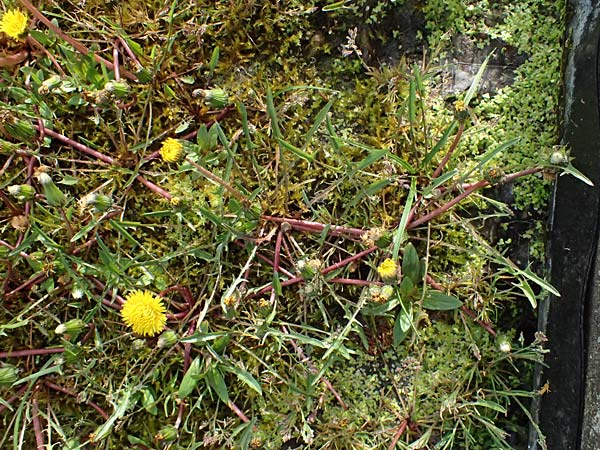 Taraxacum alsaticum \ Els��er Sumpf-L�wenzahn / Alsace Marsh Dandelion, D  8.4.2024