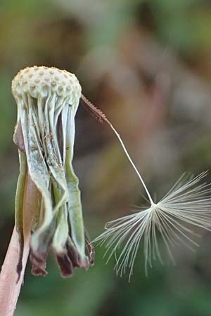 Taraxacum plumbeum agg. ? \ Fr�nkischer Schwielen-L�wenzahn / Franconian Lesser Dandelion, D Mannheim M&uuml;hlau - Hafen/Port 27.4.2024