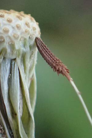 Taraxacum plumbeum agg. ? \ Fr�nkischer Schwielen-L�wenzahn / Franconian Lesser Dandelion, D Mannheim M&uuml;hlau - Hafen/Port 27.4.2024