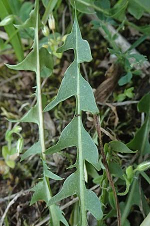 Taraxacum plumbeum agg. ? \ Fr�nkischer Schwielen-L�wenzahn / Franconian Lesser Dandelion, D Mannheim M&uuml;hlau - Hafen/Port 27.4.2024