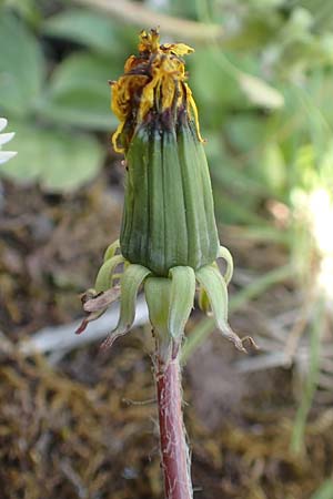 Taraxacum baeckiiforme \ Graubl�ttriger L�wenzahn / False Baeck Dandelion, D G&uuml;ndelbach 18.4.2018