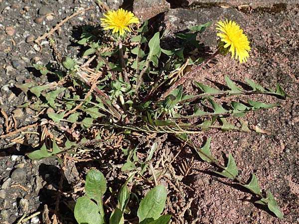 Taraxacum baeckiiforme \ Graubl�ttriger L�wenzahn / False Baeck Dandelion, D G&uuml;ndelbach 18.4.2018