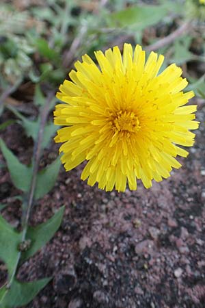 Taraxacum baeckiiforme \ Graubl�ttriger L�wenzahn / False Baeck Dandelion, D G&uuml;ndelbach 18.4.2018