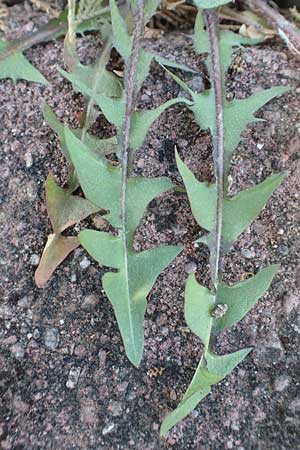 Taraxacum baeckiiforme \ Graubl�ttriger L�wenzahn / False Baeck Dandelion, D G&uuml;ndelbach 18.4.2018
