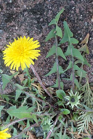 Taraxacum baeckiiforme \ Graubl�ttriger L�wenzahn / False Baeck Dandelion, D G&uuml;ndelbach 18.4.2018
