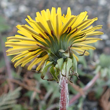 Taraxacum baeckiiforme \ Graubl�ttriger L�wenzahn / False Baeck Dandelion, D G&uuml;ndelbach 18.4.2018