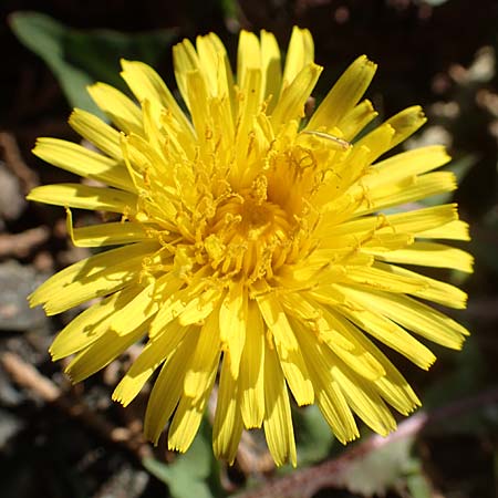 Taraxacum baeckiiforme \ Graubl�ttriger L�wenzahn / False Baeck Dandelion, D G&uuml;ndelbach 18.4.2018