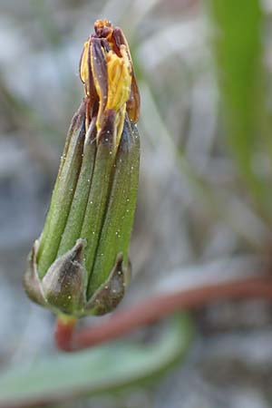 Taraxacum austrinum \ Flachmoor-L�wenzahn / Southern Marsh Dandelion, D Konstanz 24.4.2018