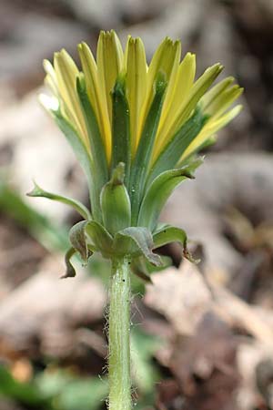 Taraxacum lacistophyllum \ Geschlitztbl�ttriger L�wenzahn / Cut-Leaved Dandelion, D Mannheim 1.5.2018