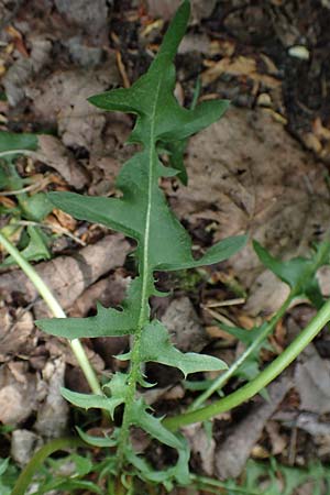 Taraxacum lacistophyllum \ Geschlitztbl�ttriger L�wenzahn / Cut-Leaved Dandelion, D Mannheim 1.5.2018