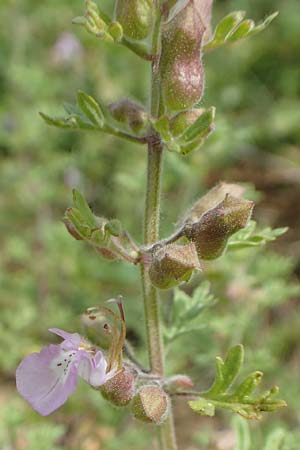 Teucrium botrys \ Trauben-Gamander / Cut-Leaved Germander, D Gr&uuml;nstadt-Asselheim 21.6.2018