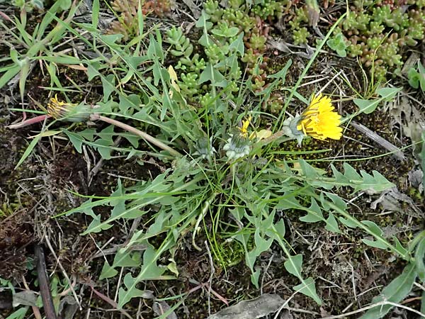 Taraxacum plumbeum agg. ? \ Fr�nkischer Schwielen-L�wenzahn / Franconian Lesser Dandelion, D Mannheim M&uuml;hlau - Hafen/Port 31.3.2024