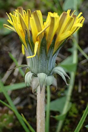 Taraxacum plumbeum agg. ? \ Fr�nkischer Schwielen-L�wenzahn / Franconian Lesser Dandelion, D Mannheim M&uuml;hlau - Hafen/Port 31.3.2024