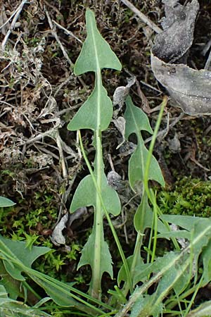Taraxacum plumbeum agg. ? \ Fr�nkischer Schwielen-L�wenzahn / Franconian Lesser Dandelion, D Mannheim M&uuml;hlau - Hafen/Port 31.3.2024
