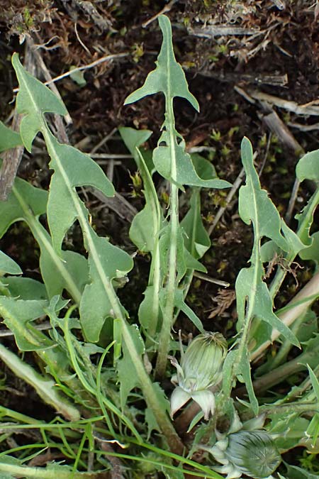 Taraxacum plumbeum agg. ? \ Fr�nkischer Schwielen-L�wenzahn / Franconian Lesser Dandelion, D Mannheim M&uuml;hlau - Hafen/Port 31.3.2024