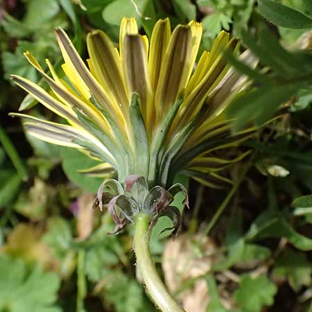 Taraxacum lacistophyllum \ Geschlitztbl�ttriger L�wenzahn / Cut-Leaved Dandelion, D Forst 8.4.2024