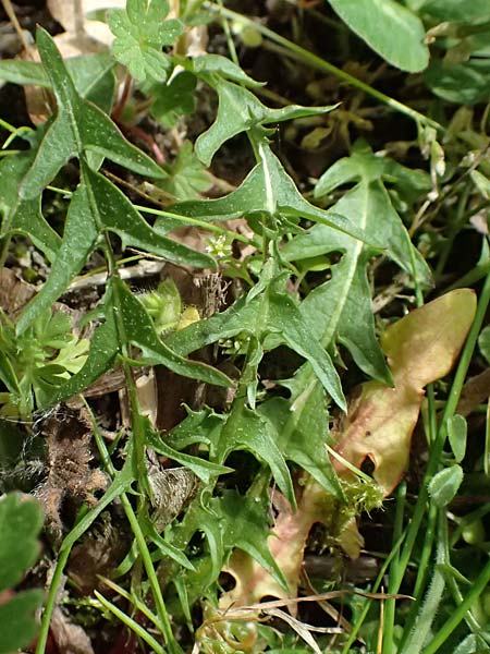 Taraxacum lacistophyllum \ Geschlitztbl�ttriger L�wenzahn / Cut-Leaved Dandelion, D Forst 8.4.2024
