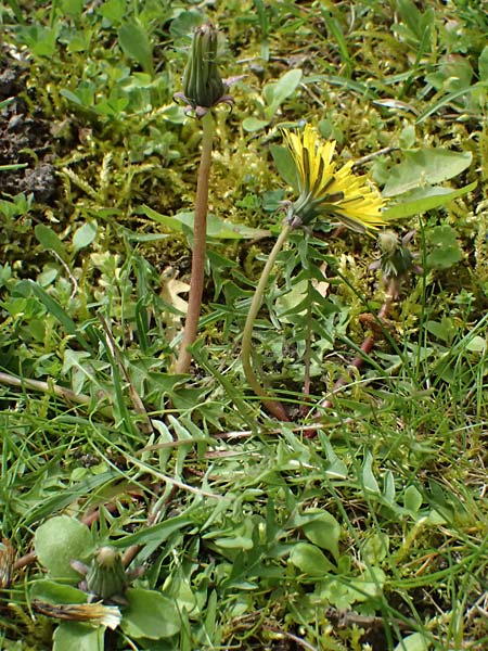Taraxacum lacistophyllum \ Geschlitztbl�ttriger L�wenzahn / Cut-Leaved Dandelion, D Forst 8.4.2024