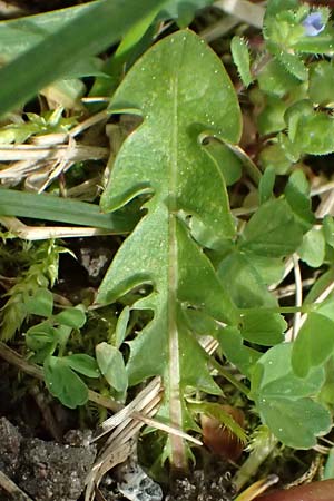 Taraxacum lacistophyllum \ Geschlitztbl�ttriger L�wenzahn / Cut-Leaved Dandelion, D Forst 8.4.2024