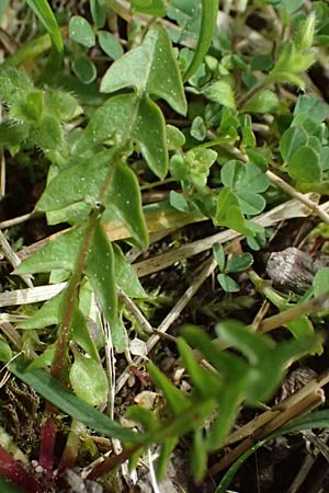 Taraxacum lacistophyllum \ Geschlitztbl�ttriger L�wenzahn / Cut-Leaved Dandelion, D Forst 8.4.2024