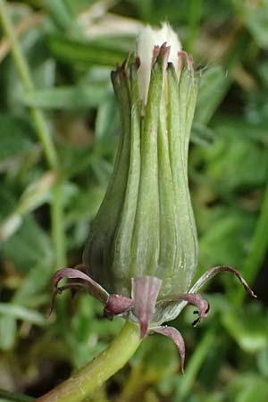 Taraxacum lacistophyllum \ Geschlitztbl�ttriger L�wenzahn / Cut-Leaved Dandelion, D Forst 8.4.2024