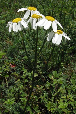 Tanacetum corymbosum \ Ebenstr�u�ige Wucherblume / Scentless Feverfew, D Karlstadt 16.6.2007