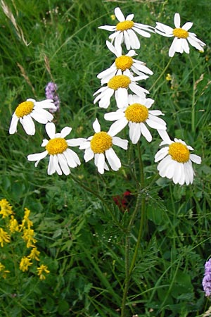 Tanacetum corymbosum \ Ebenstr�u�ige Wucherblume / Scentless Feverfew, D T&uuml;bingen 20.6.2015