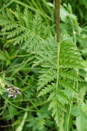 Tanacetum corymbosum \ Ebenstr�u�ige Wucherblume / Scentless Feverfew, D T&uuml;bingen 20.6.2015