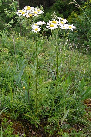 Tanacetum corymbosum \ Ebenstr�u�ige Wucherblume / Scentless Feverfew, D Fridingen 20.6.2015